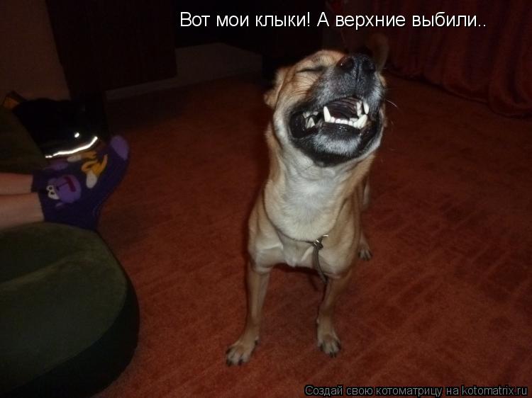 Котоматрица: Вот мои клыки! А верхние выбили..