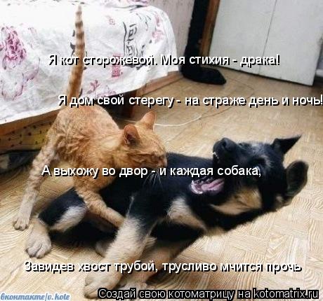 Котоматрица: Я кот сторожевой. Моя стихия - драка!  Я дом свой стерегу - на страже день и ночь! А выхожу во двор - и каждая собака,  Завидев хвост трубой, трус