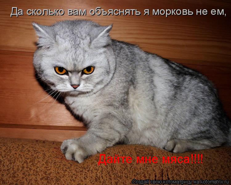 Котоматрица: Да сколько вам объяснять я морковь не ем, Дайте мне мяса!!!!