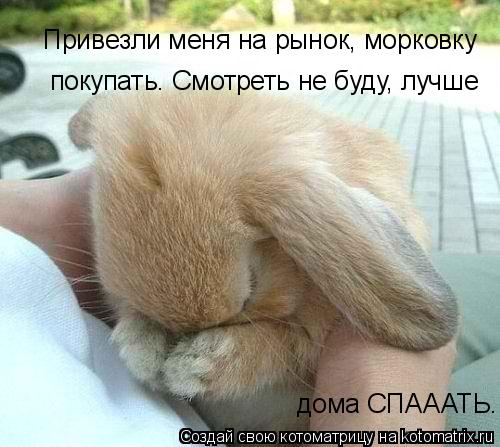 Котоматрица: Привезли меня на рынок, морковку покупать. Смотреть не буду, лучше дома СПАААТЬ.