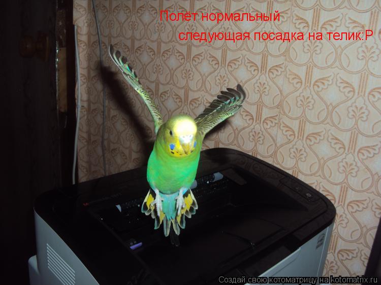 Полёт нормальный следующая посадка на телик:Р... Котоматрица: Полёт нормальный следующая посадка на телик:Р