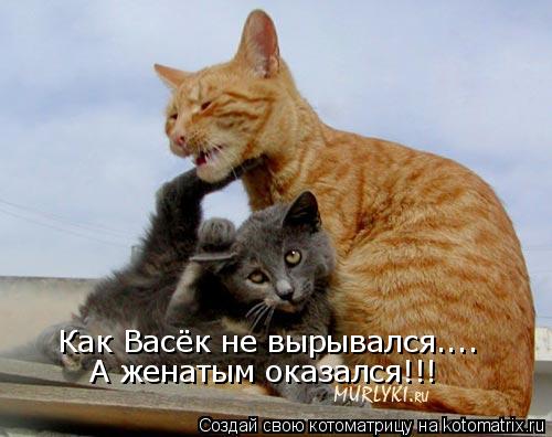 Котоматрица: Как Васёк не вырывался.... А женатым оказался!!!