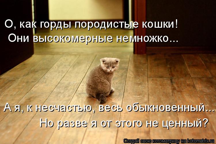 О, как горды породистые кошки! Они высокомерные немножко... А я, к несчастью, весь обыкновенный... Но... Котоматрица: О, как горды породистые кошки! Они высокомерные немножко... А я, к несчастью, весь обыкновенный... Но разве я от этого не ценный?