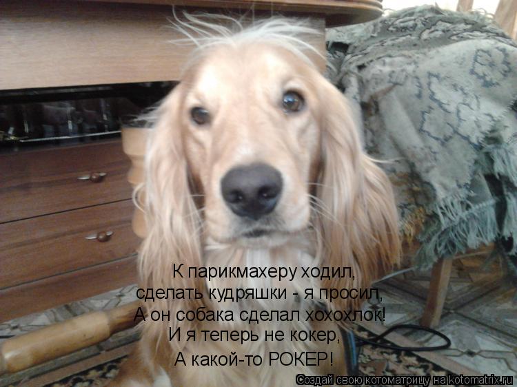 К парикмахеру ходил, сделать кудряшки - я просил, А он собака сделал хохохлок! И я теперь не кокер, А... Котоматрица: К парикмахеру ходил, сделать кудряшки - я просил, А он собака сделал хохохлок! И я теперь не кокер, А какой-то РОКЕР!