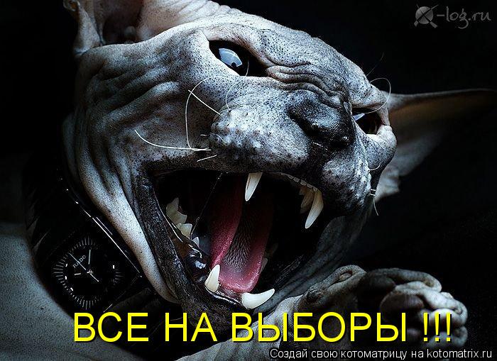 ВСЕ НА ВЫБОРЫ !!!... Котоматрица: ВСЕ НА ВЫБОРЫ !!!
