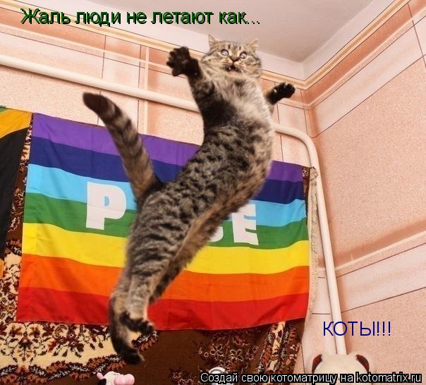 Жаль люди не летают как... КОТЫ!!!... Котоматрица: Жаль люди не летают как... КОТЫ!!!