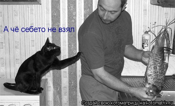 А чё себето не взял... Котоматрица: А чё себето не взял