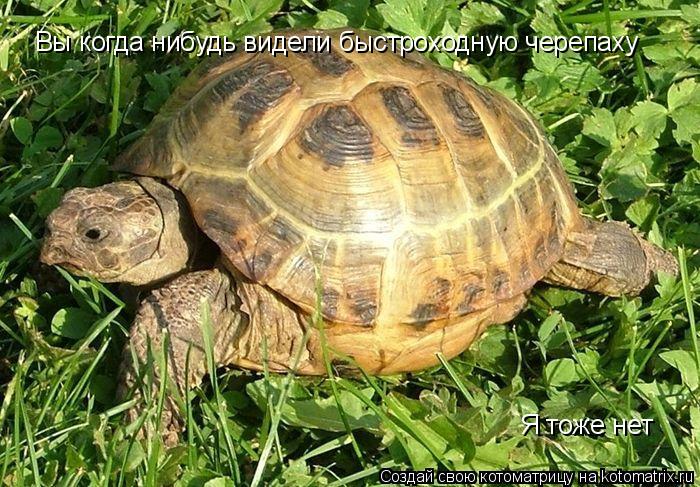 Вы когда нибудь видели быстроходную черепаху Я тоже нет... Котоматрица: Вы когда нибудь видели быстроходную черепаху Я тоже нет