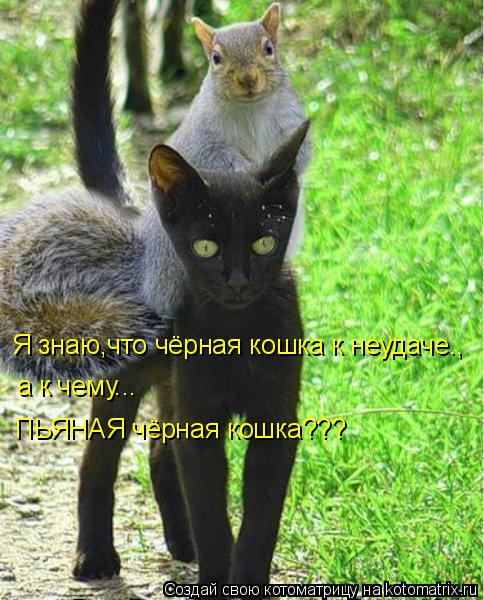 Я знаю,что чёрная кошка к неудаче., а к чему... ПЬЯНАЯ чёрная кошка???... Котоматрица: Я знаю,что чёрная кошка к неудаче., а к чему... ПЬЯНАЯ чёрная кошка???