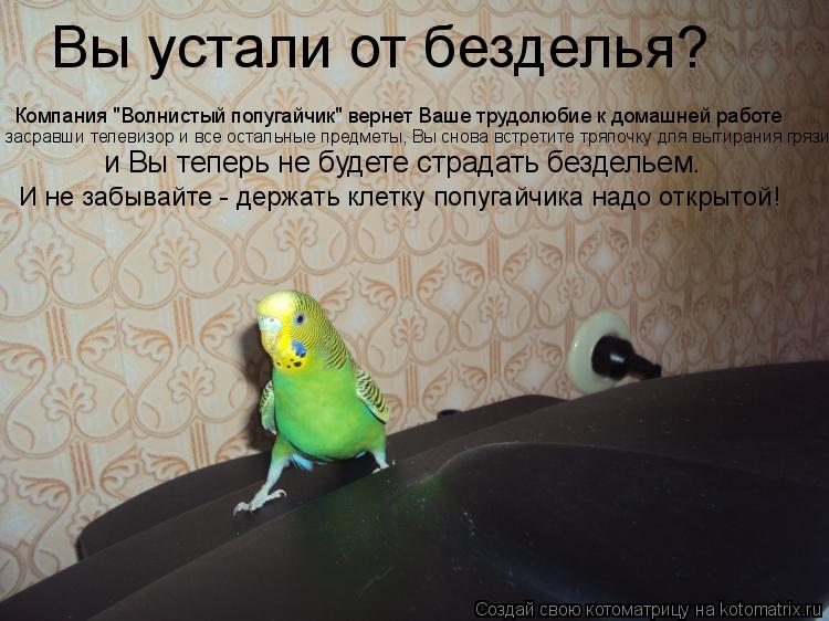 Вы устали от безделья? Компания "Волнистый попугайчик" вернет Ваше трудолюбие к домашней работе засра... Котоматрица: Вы устали от безделья? Компания "Волнистый попугайчик" вернет Ваше трудолюбие к домашней работе засравши телевизор и все остальные предмет