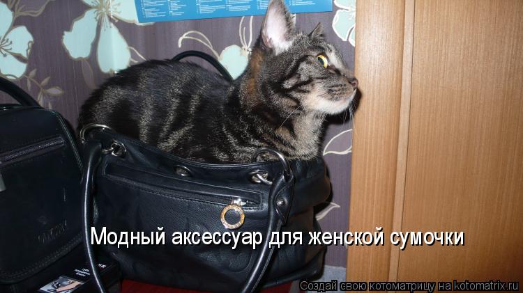 Модный аксессуар для женской сумочки... Котоматрица: Модный аксессуар для женской сумочки