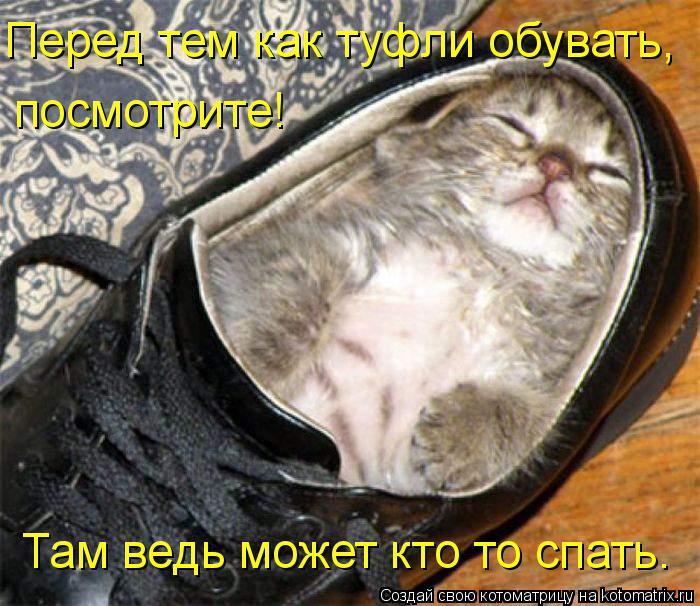 Котоматрица: Перед тем как туфли обувать, посмотрите! Там ведь может кто то спать.