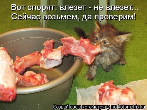 Вот спорят: влезет - не влезет... Сейчас возьмем, да проверим!... Котоматрица: Вот спорят: влезет - не влезет... Сейчас возьмем, да проверим!