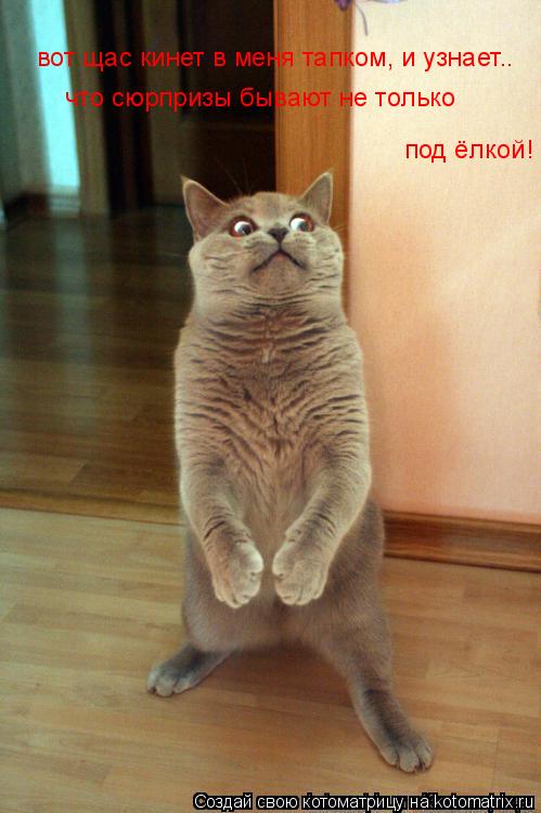 вот щас кинет в меня тапком, и узнает.. что сюрпризы бывают не только под ёлкой!... Котоматрица: вот щас кинет в меня тапком, и узнает.. что сюрпризы бывают не только под ёлкой!