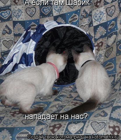 Котоматрица: А если там Шарик А если там Шарик нападает на нас? нападает на нас? нападает на нас?