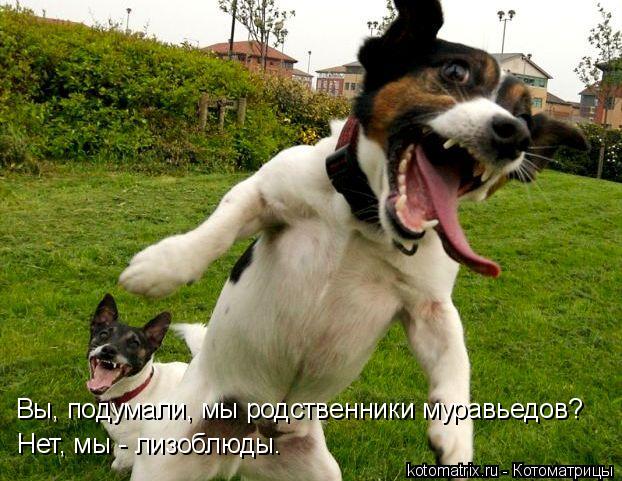 Котоматрица: Вы, подумали, мы родственники муравьедов? Нет, мы - лизоблюды.