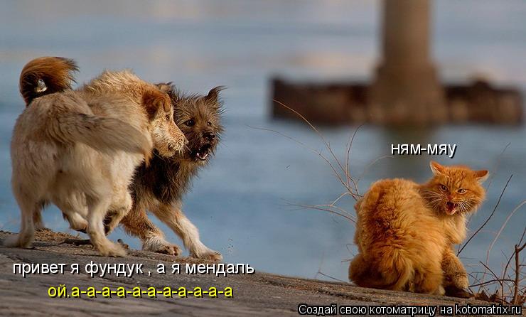 Котоматрица: привет я фундук , а я мендаль ням-мяу ой.а-а-а-а-а-а-а-а-а-а-а