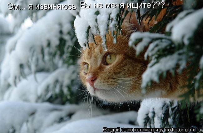 Котоматрица: Эм... я извиняюсь Вы не меня ищите???