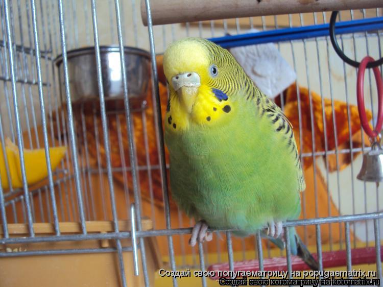 Котоматрица: Создай свою попугаематрицу на popugaematrix.ru ----------------------------------------------------------------
