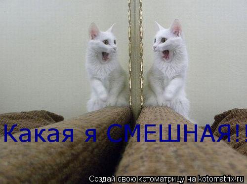Котоматрица: Какая я СМЕШНАЯ!!!