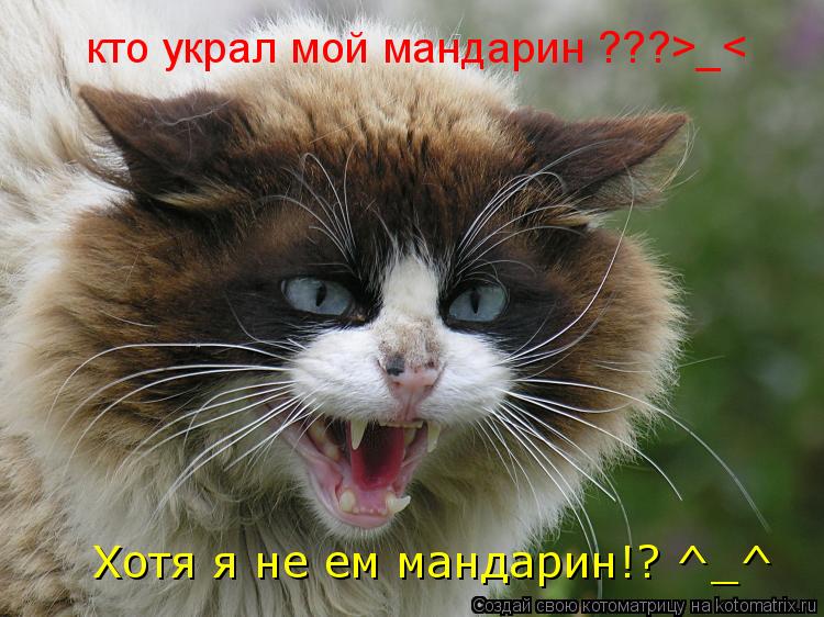 Котоматрица: кто украл мой мандарин ???>_< Хотя я не ем мандарин!? ^_^