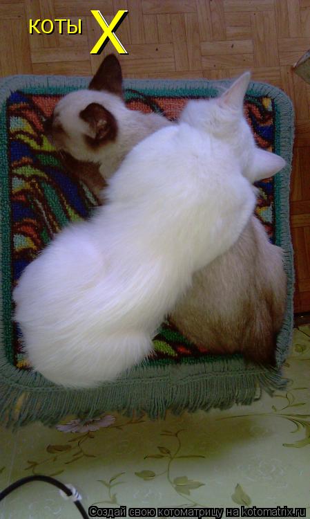 Котоматрица: КОТЫ Х Х