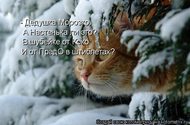 Котоматрица: - Дедушка Морозко, А Настенька ли это? В шубейке от Коко И от ПрадО в штиблетах?