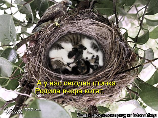 Котоматрица: Родила вчера котят.  А у нас сегодня птичка