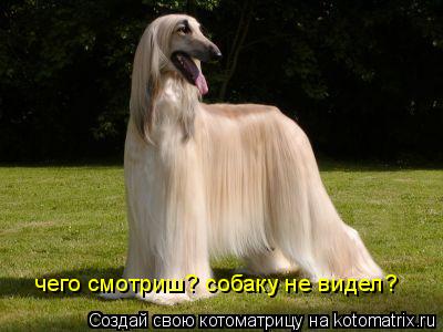 чего смотриш? собаку не видел?... Котоматрица: чего смотриш? собаку не видел?