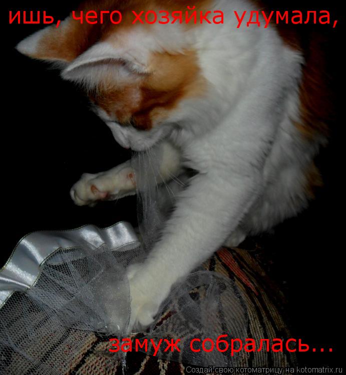 ишь, чего хозяйка удумала, замуж собралась...... Котоматрица: ишь, чего хозяйка удумала, замуж собралась...