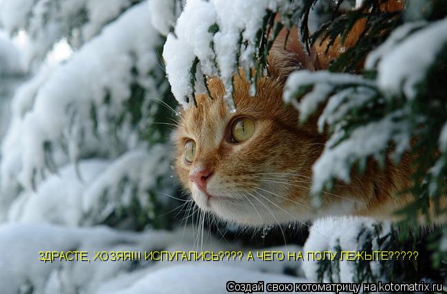 ЗДРАСТЕ, ХОЗЯЯ!!! ИСПУГАЛИСЬ???? А ЧЕГО НА ПОЛУ ЛЕЖЫТЕ?????... Котоматрица: ЗДРАСТЕ, ХОЗЯЯ!!! ИСПУГАЛИСЬ???? А ЧЕГО НА ПОЛУ ЛЕЖЫТЕ?????