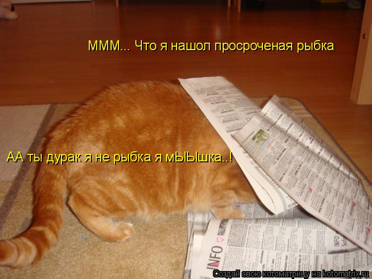 МММ... Что я нашол просроченая рыбка АА ты дурак я не рыбка я мЫЫшка..!... Котоматрица: МММ... Что я нашол просроченая рыбка АА ты дурак я не рыбка я мЫЫшка..!