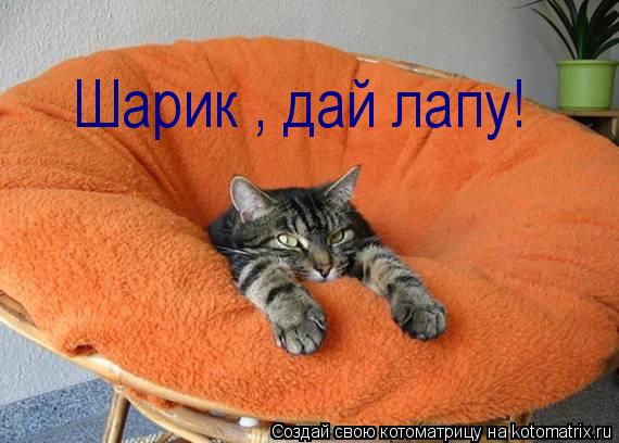 Шарик , дай лапу!... Котоматрица: Шарик , дай лапу!