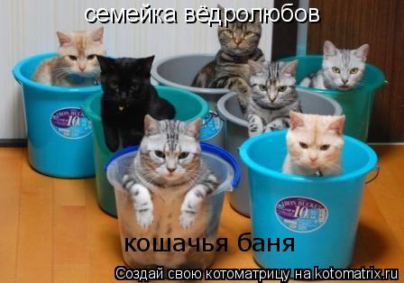 Котоматрица: семейка вёдролюбов кошачья баня