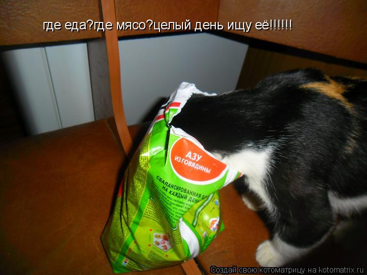 Котоматрица: где еда?где мясо?целый день ищу её!!!!!!