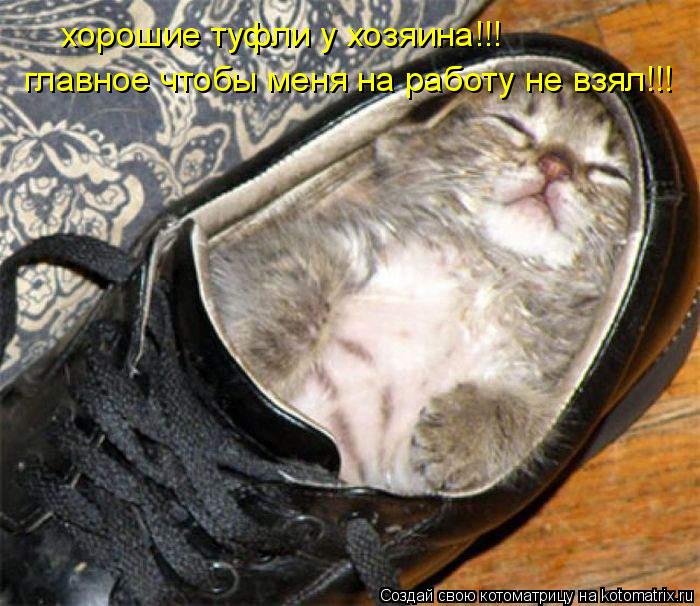Котоматрица: хорошие туфли у хозяина!!! главное чтобы меня на работу не взял!!!