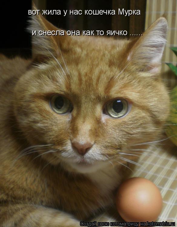 вот жила у нас кошечка Мурка и снесла она как то яичко ......... Котоматрица: вот жила у нас кошечка Мурка и снесла она как то яичко ......