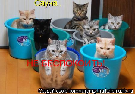 Сауна.. НЕ БЕСПОКОИТЬ!... Котоматрица: Сауна.. НЕ БЕСПОКОИТЬ!