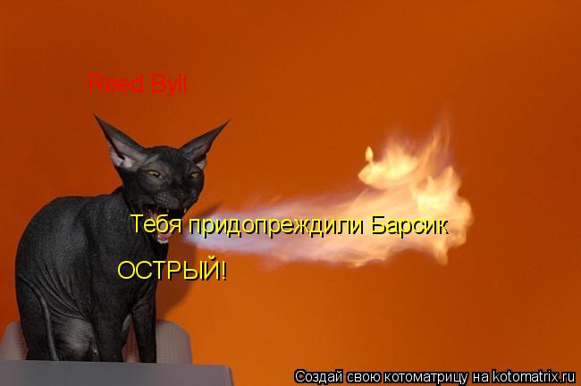 Reed Byll Тебя придопреждили Барсик ОСТРЫЙ!... Котоматрица: Reed Byll Тебя придопреждили Барсик ОСТРЫЙ!