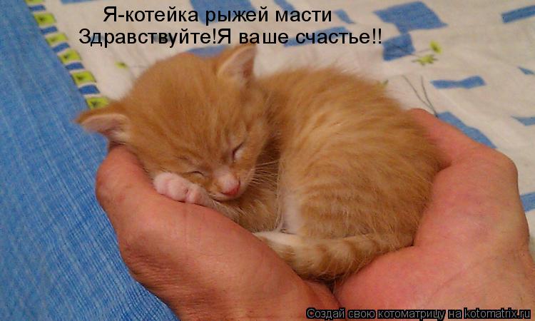 Котоматрица: Я-котейка рыжей масти Здравствуйте!Я ваше счастье!!