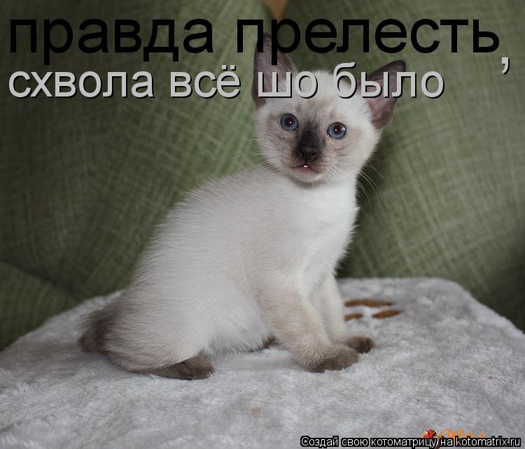 Котоматрица: правда прелесть схвола всё шо было ,