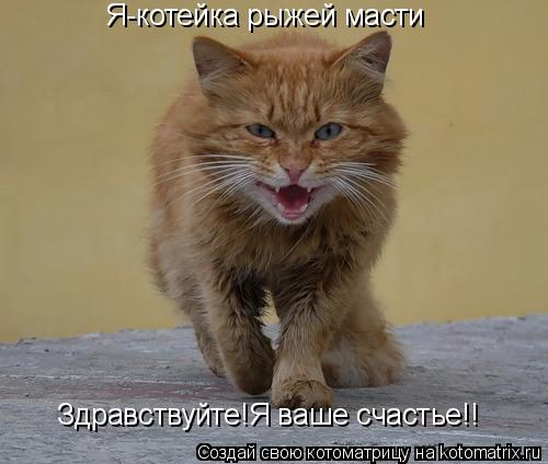 Котоматрица: Я-котейка рыжей масти Здравствуйте!Я ваше счастье!!