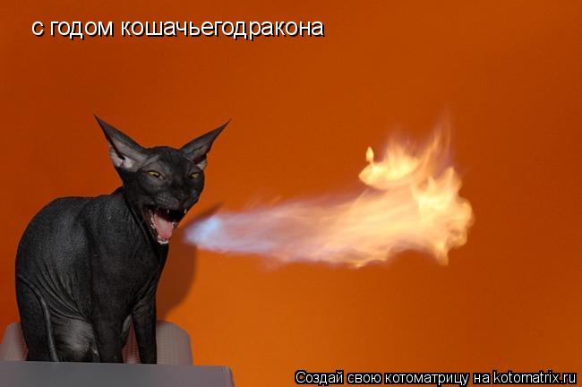 Котоматрица: с годом кошачьегодракона