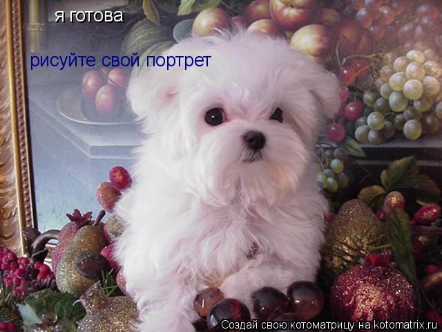 Котоматрица: я готова рисуйте свой портрет