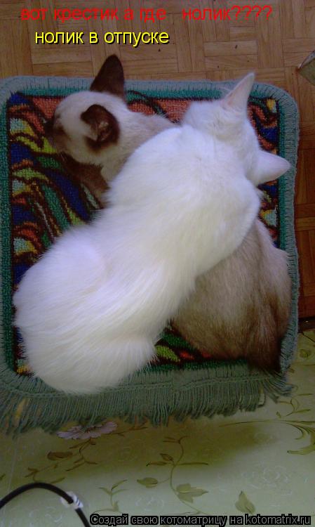 Котоматрица: вот крестик а где   нолик???? нолик в отпуске