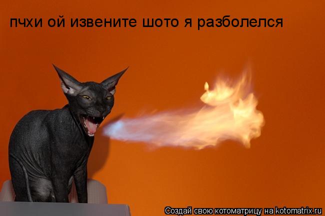 Котоматрица: пчхи ой извените шото я разболелся