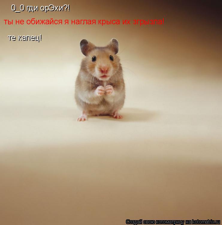 Котоматрица: 0_0 гди орЭхи?! ты не обижайся я наглая крыса их згрызла! те капец!