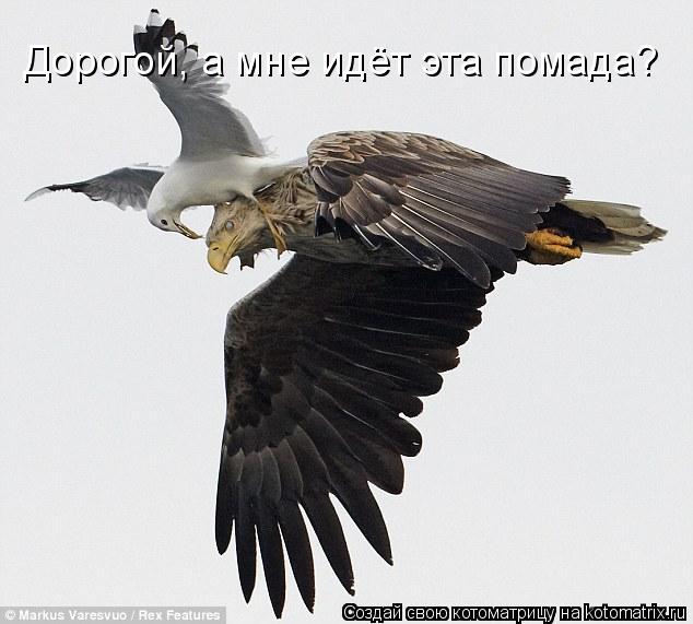 Дорогой, а мне идёт эта помада?... Котоматрица: Дорогой, а мне идёт эта помада?