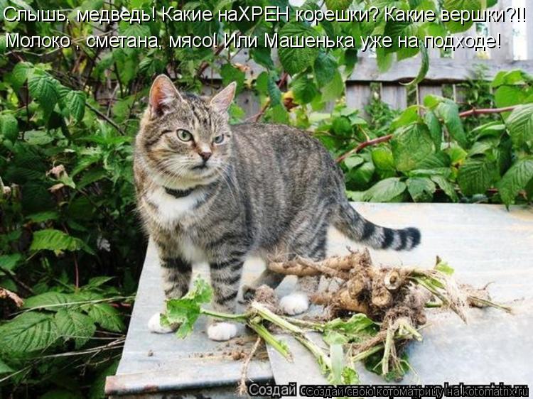 Слышь, медведь! Какие наХРЕН корешки? Какие вершки?!! Молоко , сметана, мясо! Или Машенька уже на под... Котоматрица: Слышь, медведь! Какие наХРЕН корешки? Какие вершки?!! Молоко , сметана, мясо! Или Машенька уже на подходе!
