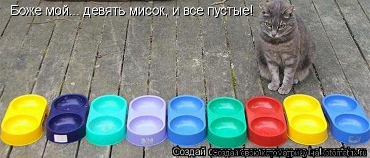 Боже мой... девять мисок, и все пустые!... Котоматрица: Боже мой... девять мисок, и все пустые!